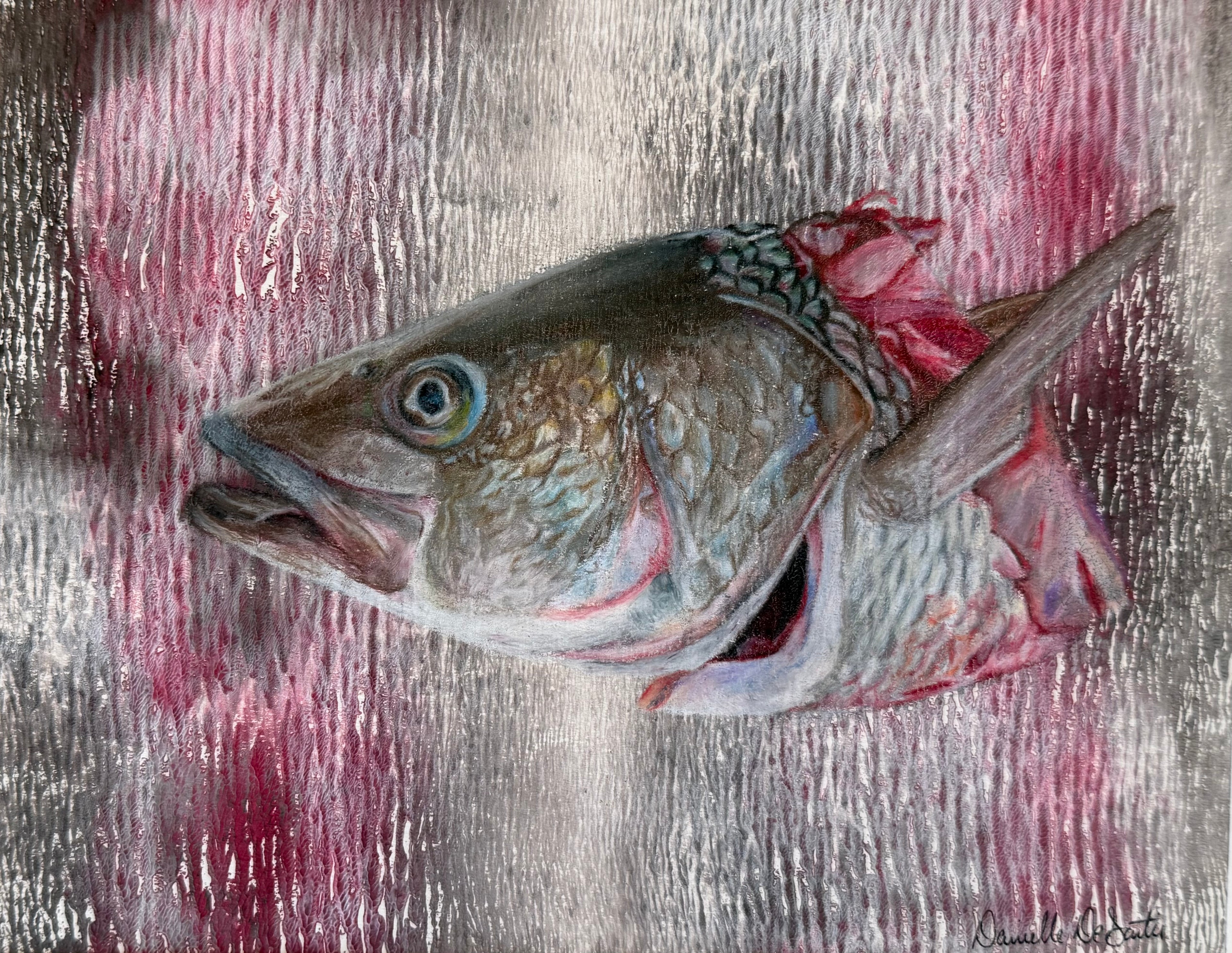 Striped Bass Head Drawing