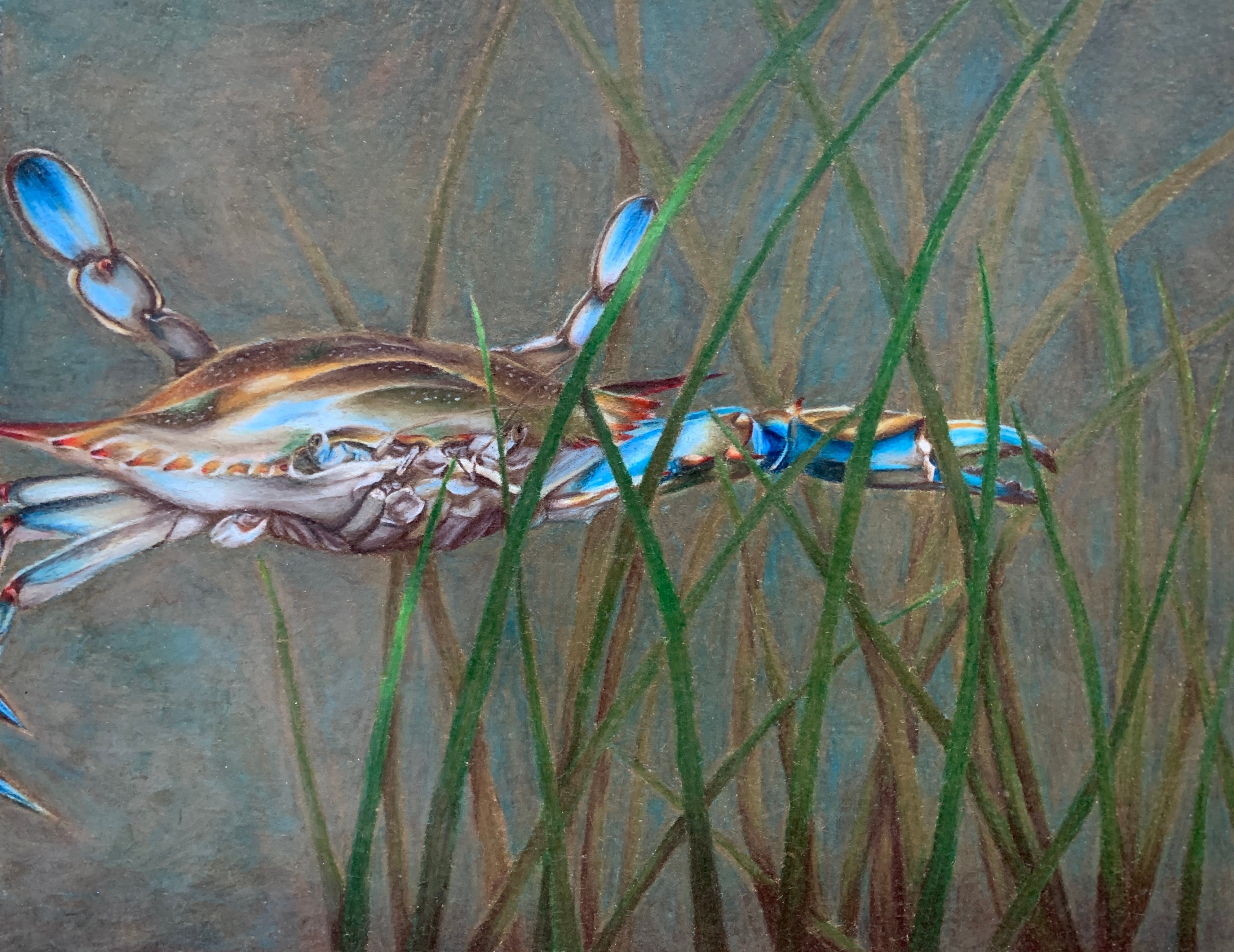 Blue Claw Crab Drawing