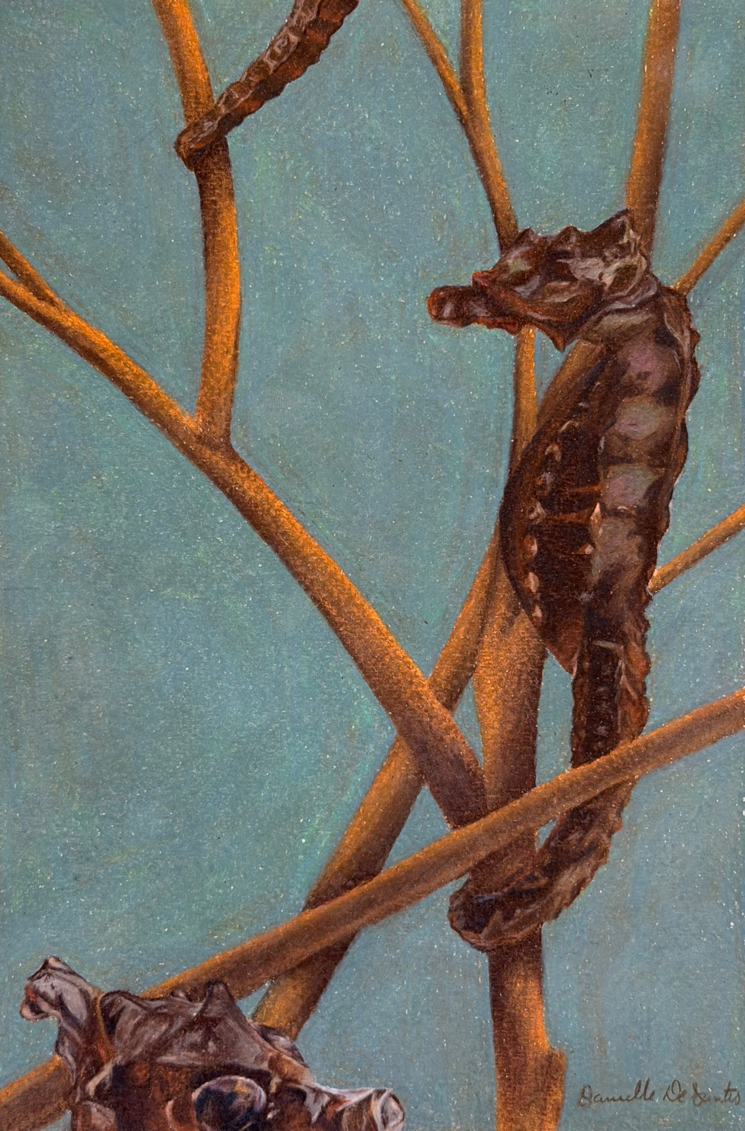 Seahorse Drawing