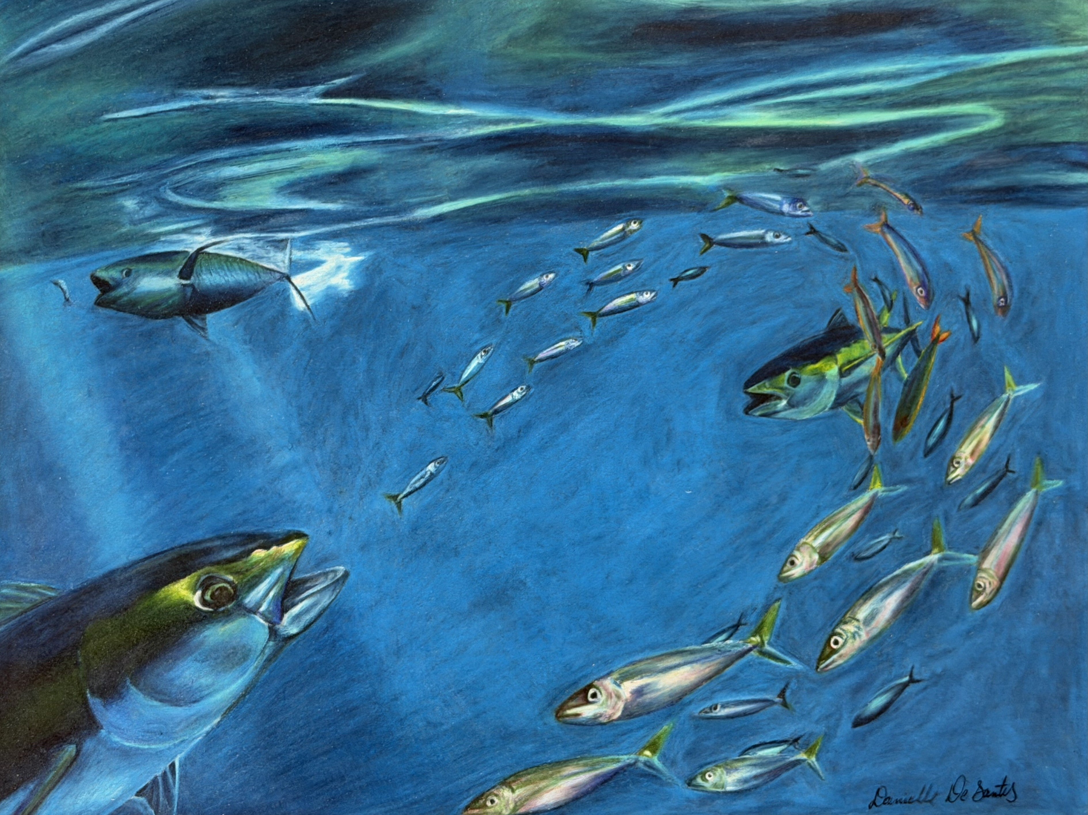 Yellowfin Tuna Chase Drawing