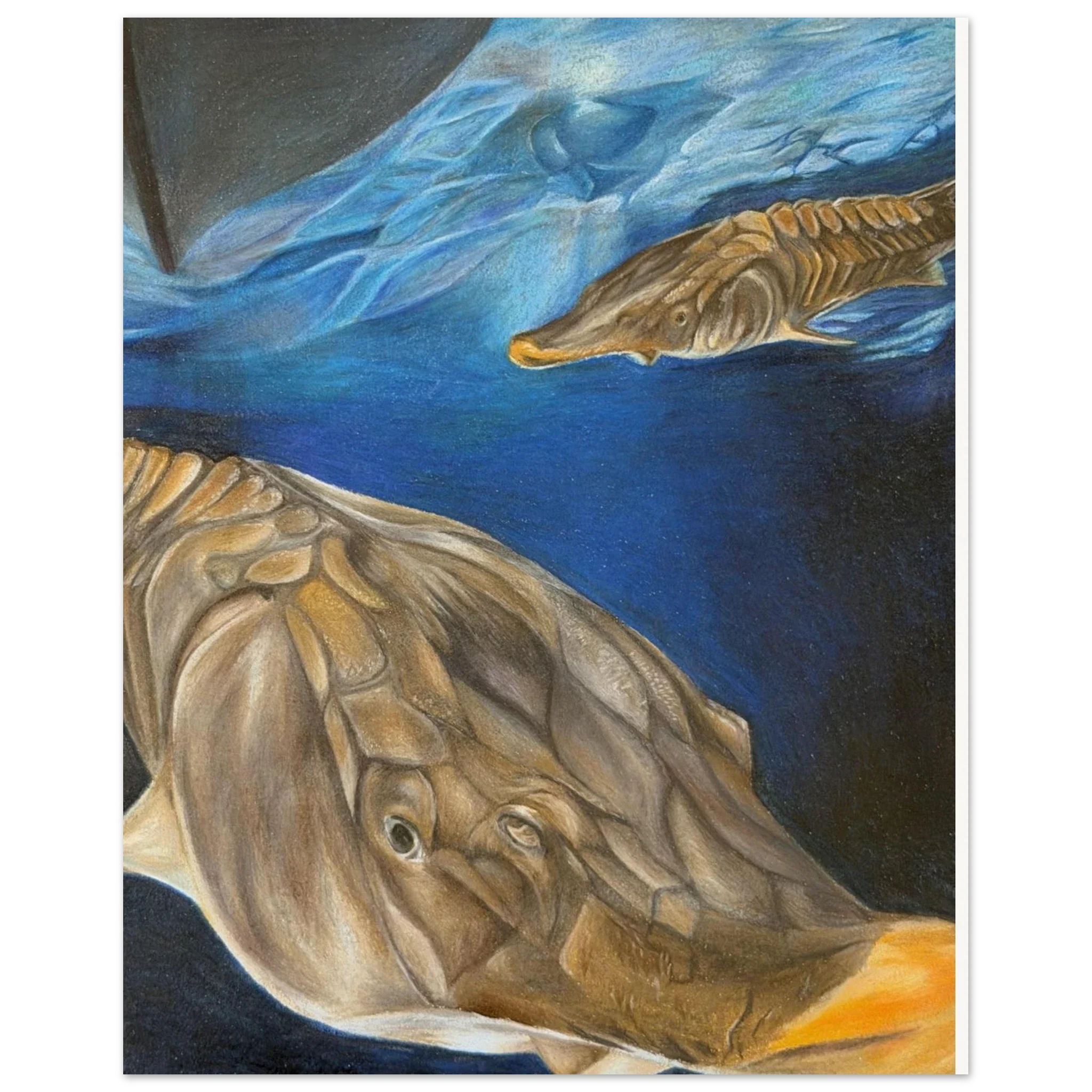 Atlantic Sturgeon Drawing